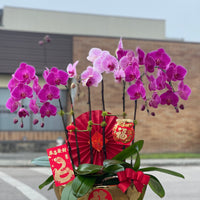 Fortune 6 Stem Purple Orchid Arrangement