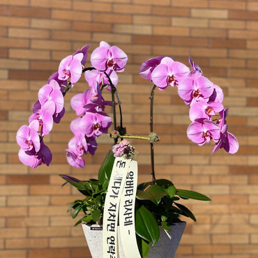 3 Stems Orchid Arrangement