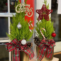 Christmas Cypress Plant