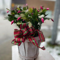 Christmas Cactus