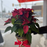 Poinsettia