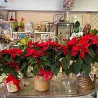 Poinsettia