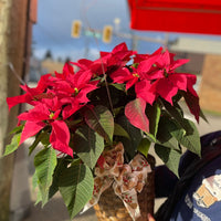 Poinsettia