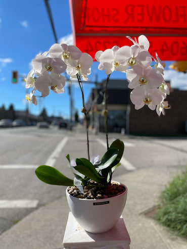 2 Stem White Orchids