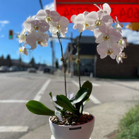 2 Stem Orchid Arrangement