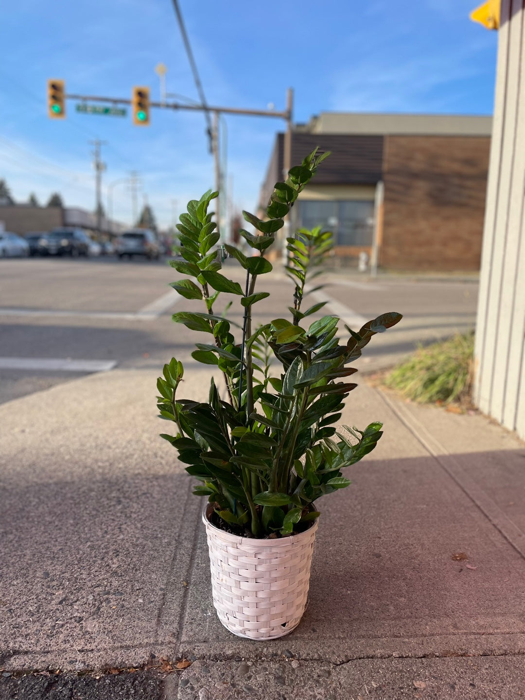 zz money tree near me Zanzibar Plant (Money Plant) – Manites Flower Shop