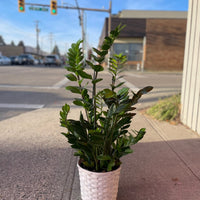 Zanzibar Plant (Money Plant)