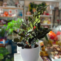 Zanzibar Plant (Money Plant)