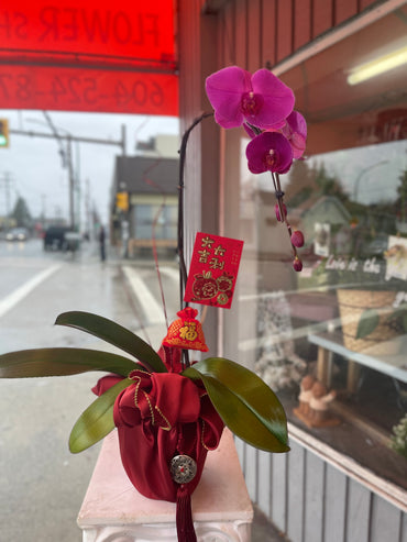 Lucky 1 Stem Purple Orchid