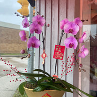 Fortune 2 Stem Orchid Arrangement