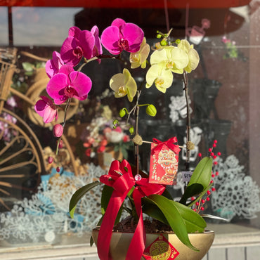 Fortune 2 Stem Orchid Arrangement