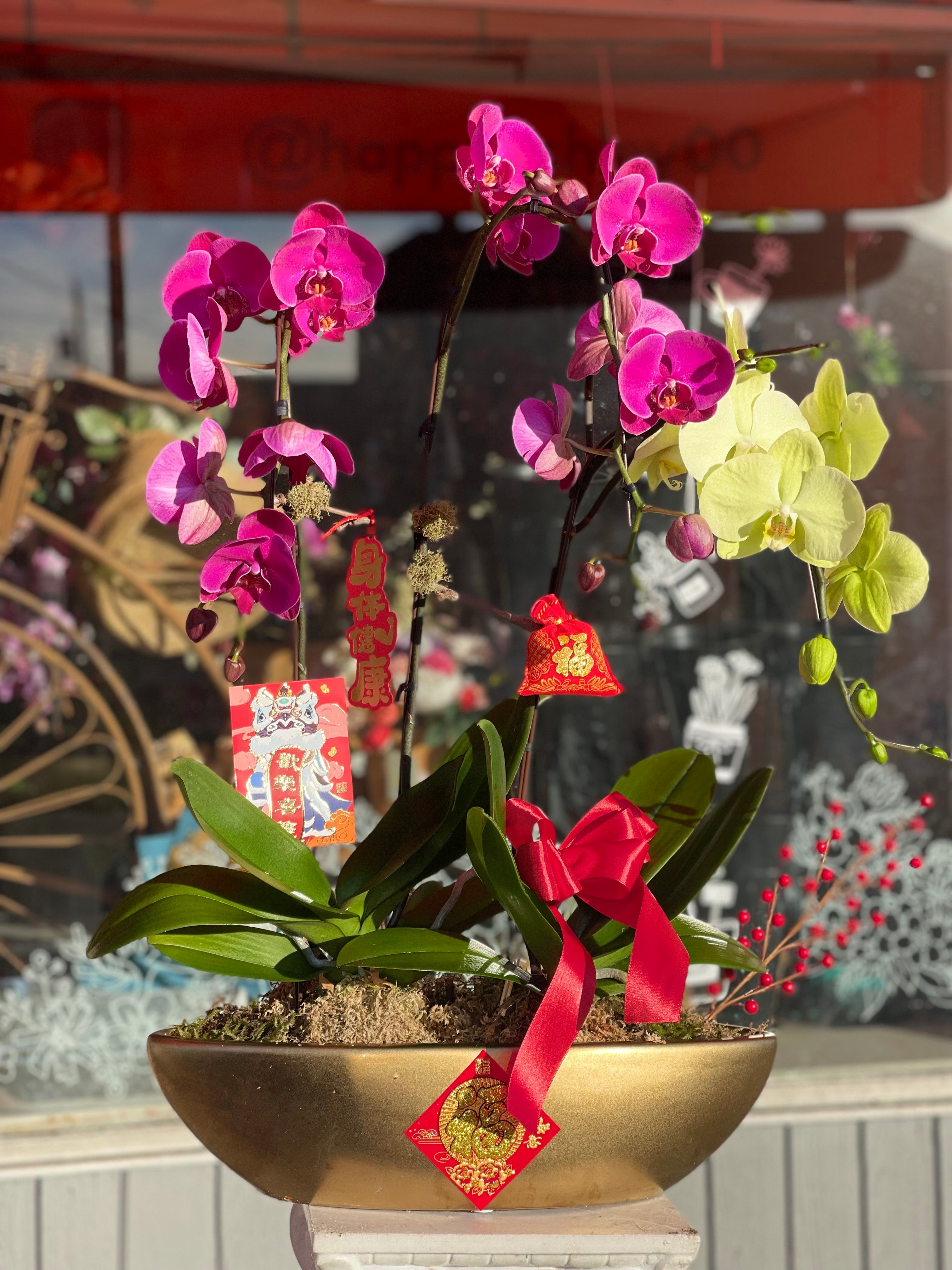 Fortune 3 Stem Orchid Arrangement