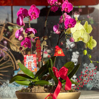 Fortune 3 Stem Orchid Arrangement