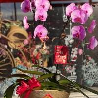 Fortune 2 Stem Orchid Arrangement