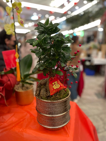 Prosperity Bonsai Plant