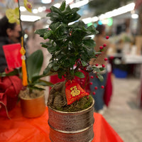 Prosperity Bonsai Plant