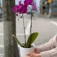 Purple Orchid