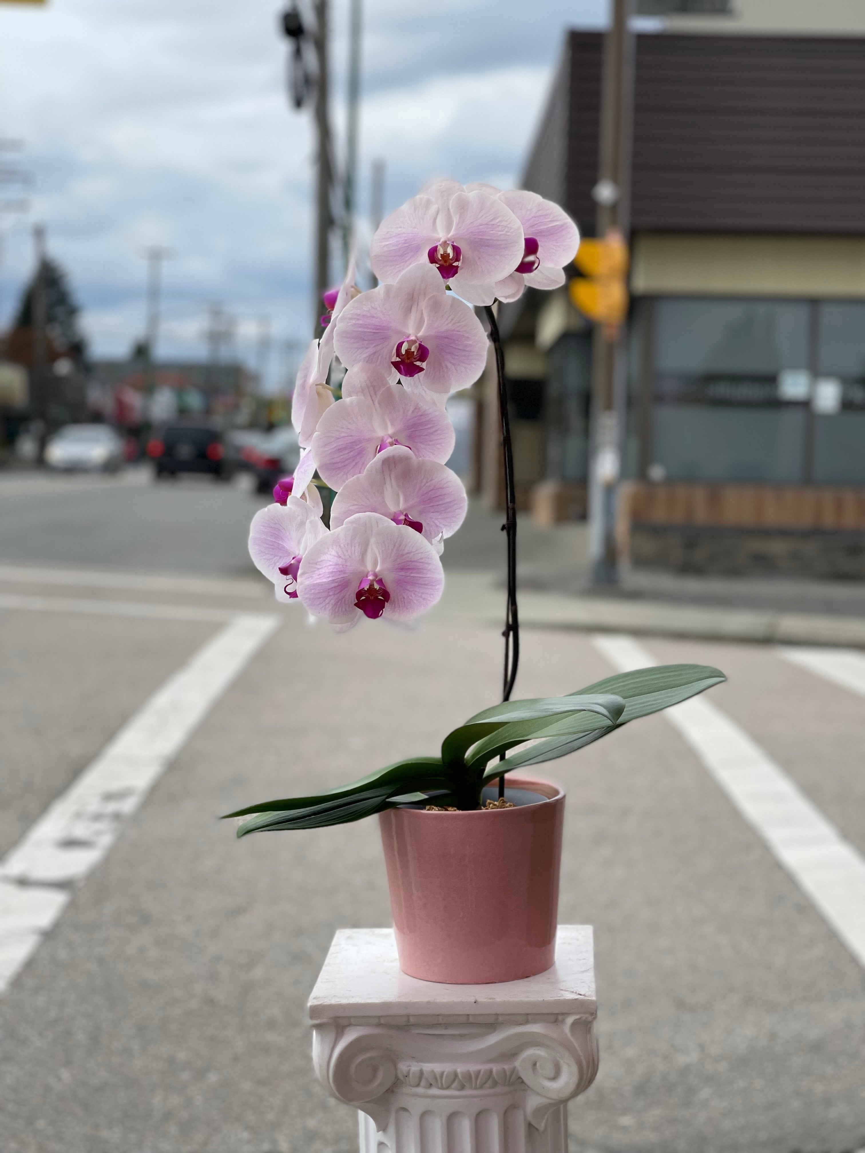 Pink Orchid