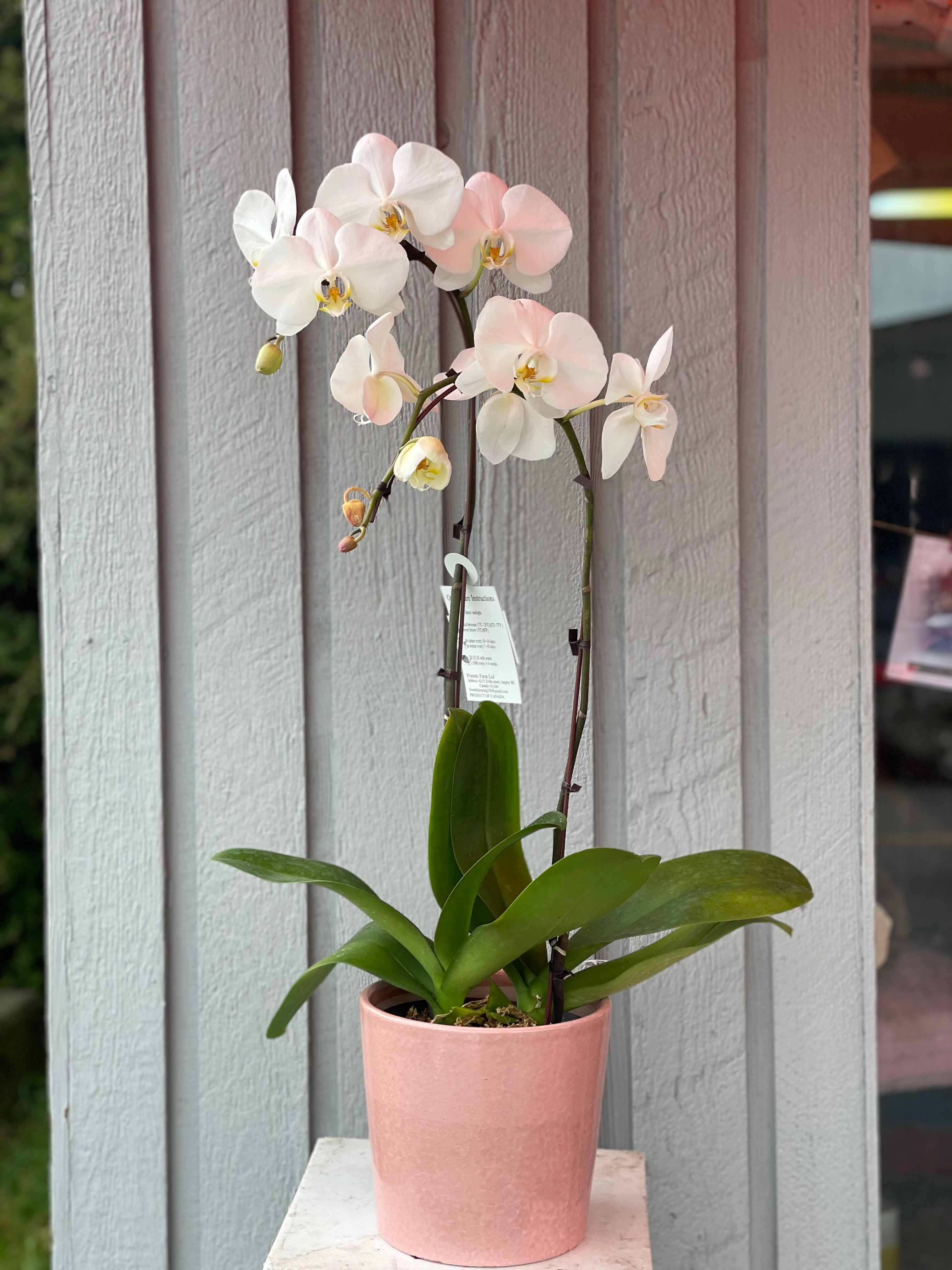 2 Stem White Orchid