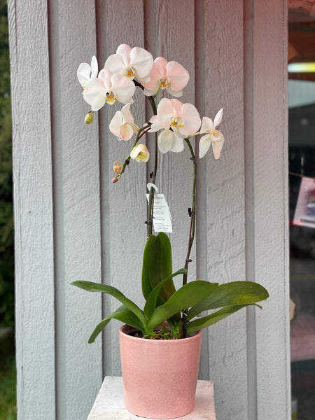 2 Stem White Orchid