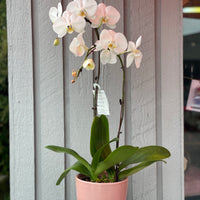 2 Stem White Orchid