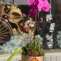 Lucky 1 Stem Purple Orchid