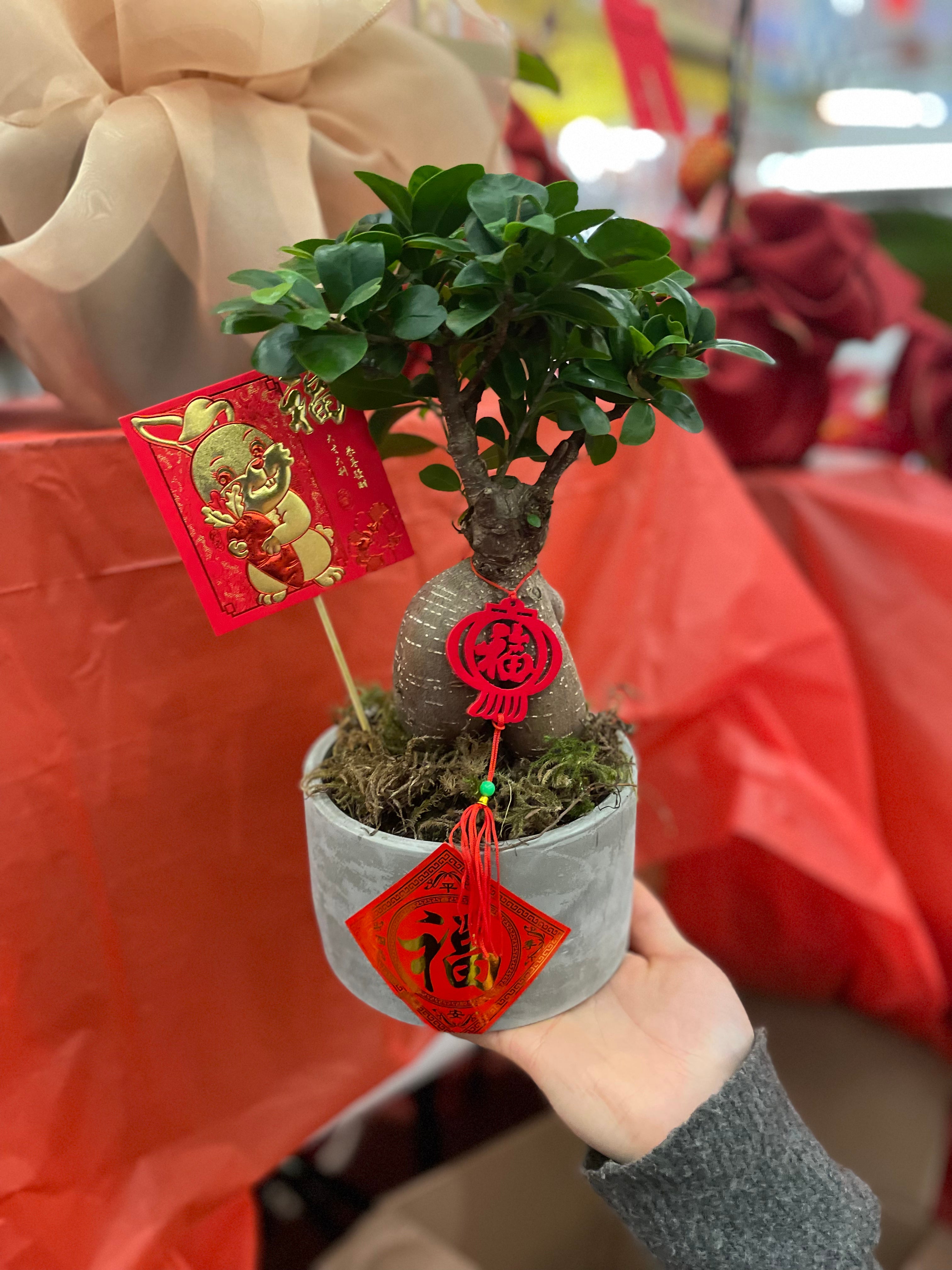 Prosperity Bonsai Plant