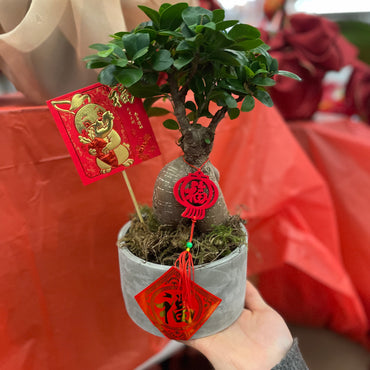 Prosperity Bonsai Plant