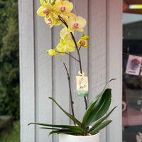Yellow Orchid