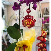 Lucky 1 Stem Purple Orchid