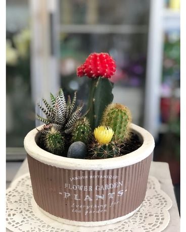 Joyful Cactus