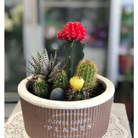 Joyful Cactus