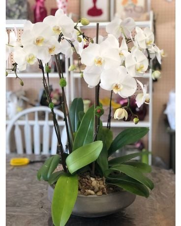 Lavish 5 Stem Orchid Arrangement 