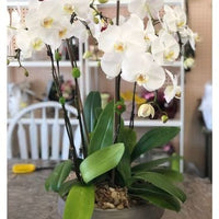Lavish 5 Stem Orchid Arrangement 
