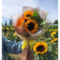 Little Miss Sunshine