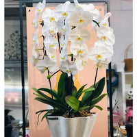 3 Stems Orchid Arrangement