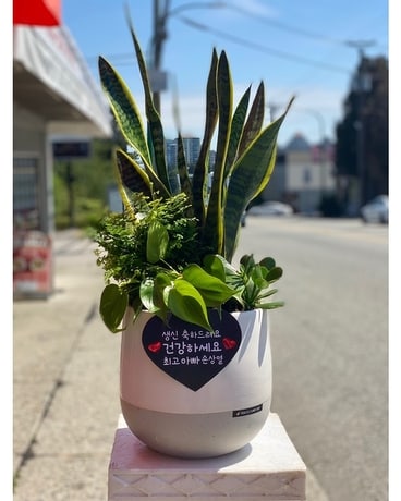 sansevieria arrangements Sansevieria Arrangement – Manites Flower Shop