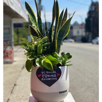 Sansevieria Arrangement 