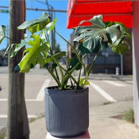 Monstera Plant 